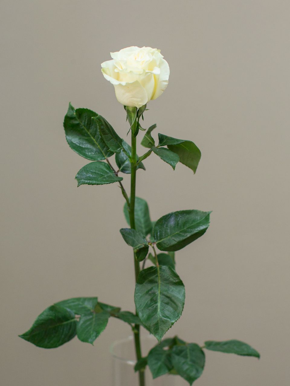 Роза 60-70 см белая от интернет-магазина ЦветТорг