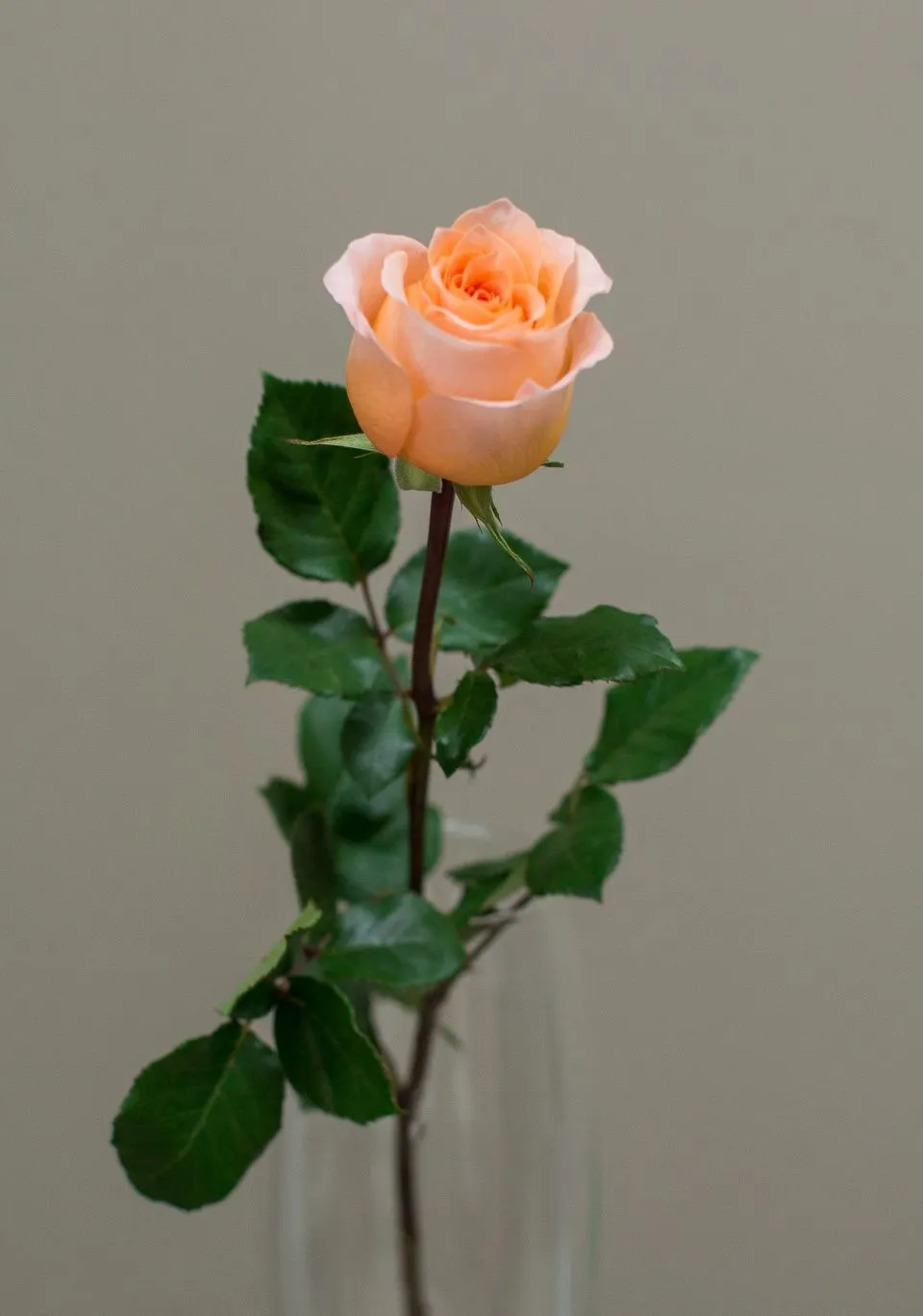 Роза персиковая 60-70 см. от интернет-магазина ЦветТорг