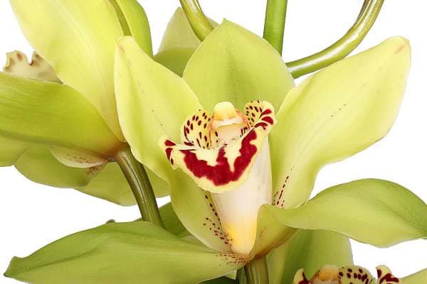 картинка Орхидея Цимбидиум от магазина Цветторг