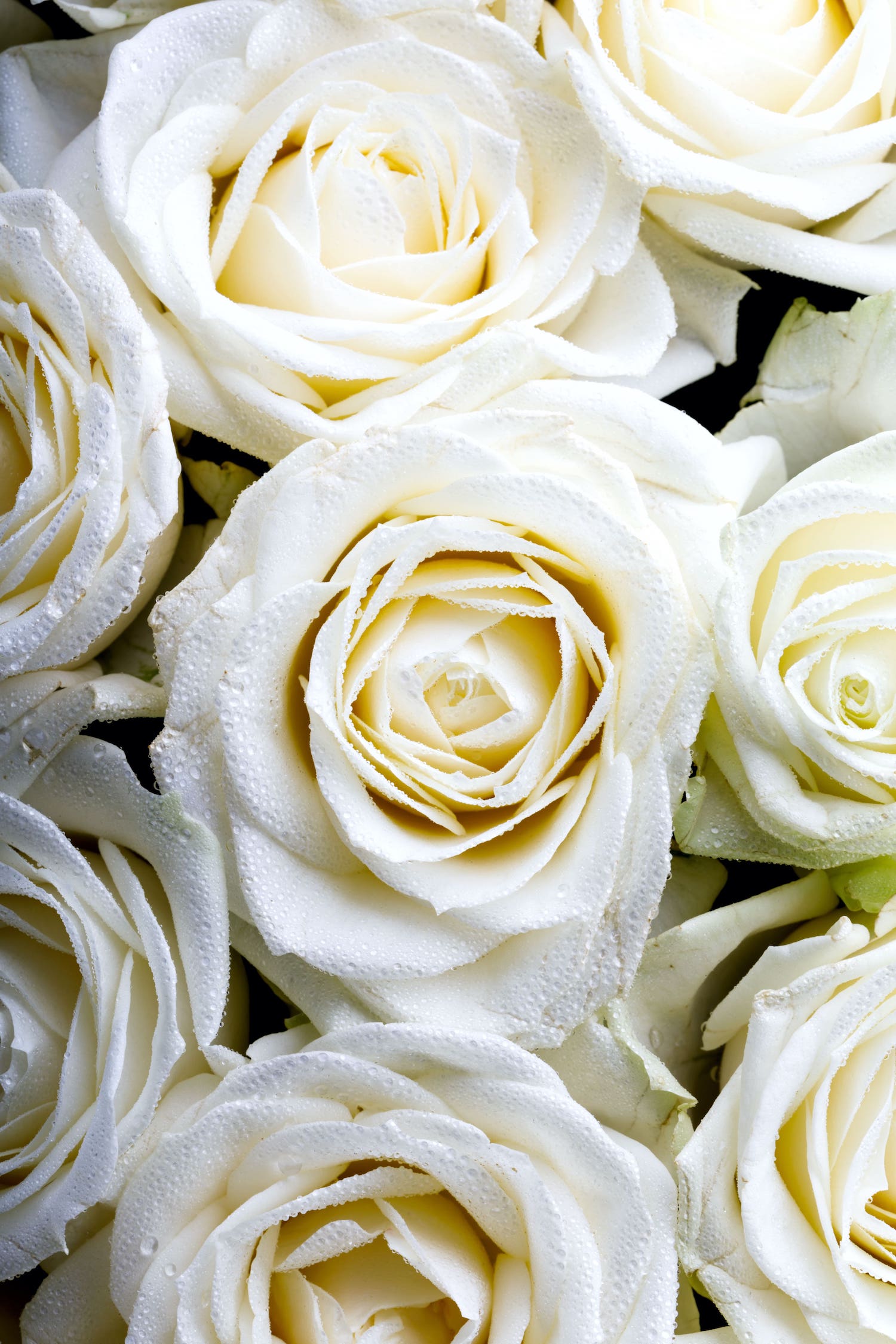 Роза 60-70 см белая от интернет-магазина ЦветТорг