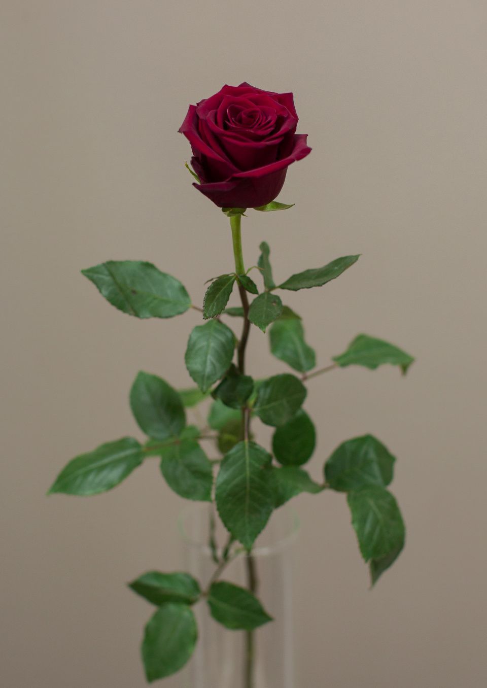 Роза 60-70 см бордовая от интернет-магазина ЦветТорг