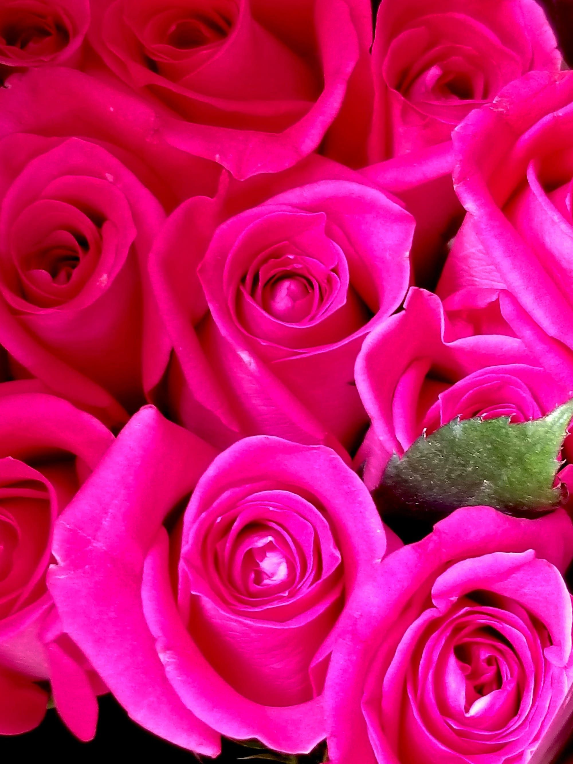 Роза 60-70 см ярко-розовая от интернет-магазина ЦветТорг
