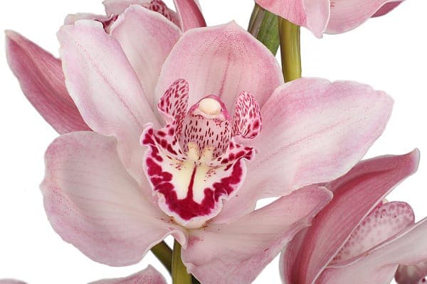 картинка Орхидея Цимбидиум от магазина Цветторг