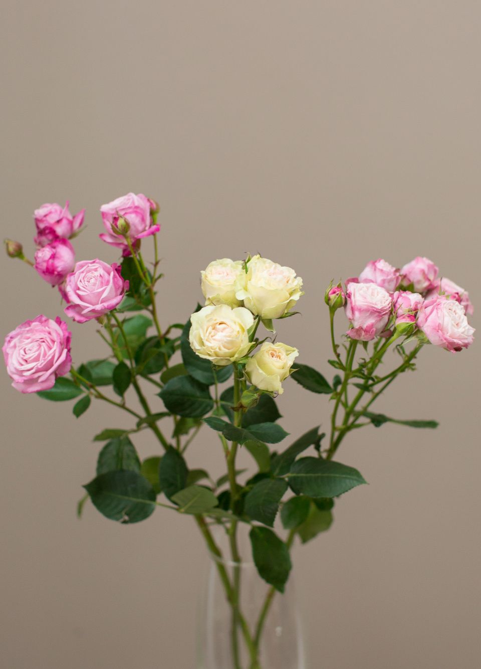 Роза кустовая премиум (микс) от интернет-магазина ЦветТорг
