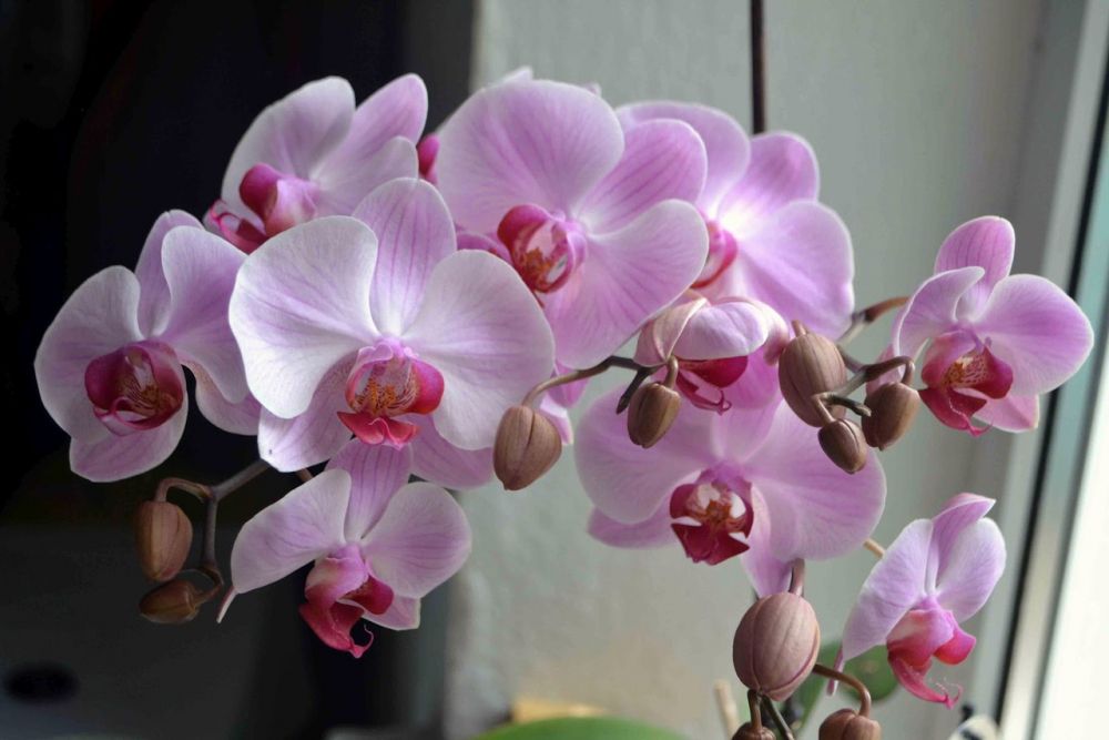 Орхидея в подарок