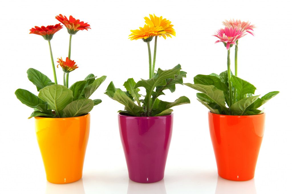 potted-plants-for-office.jpg