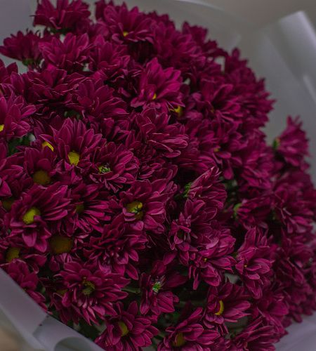 Букет из 9 бордовых хризантем в упаковке - купить с доставкой недорого в интернет-магазине Цветторг