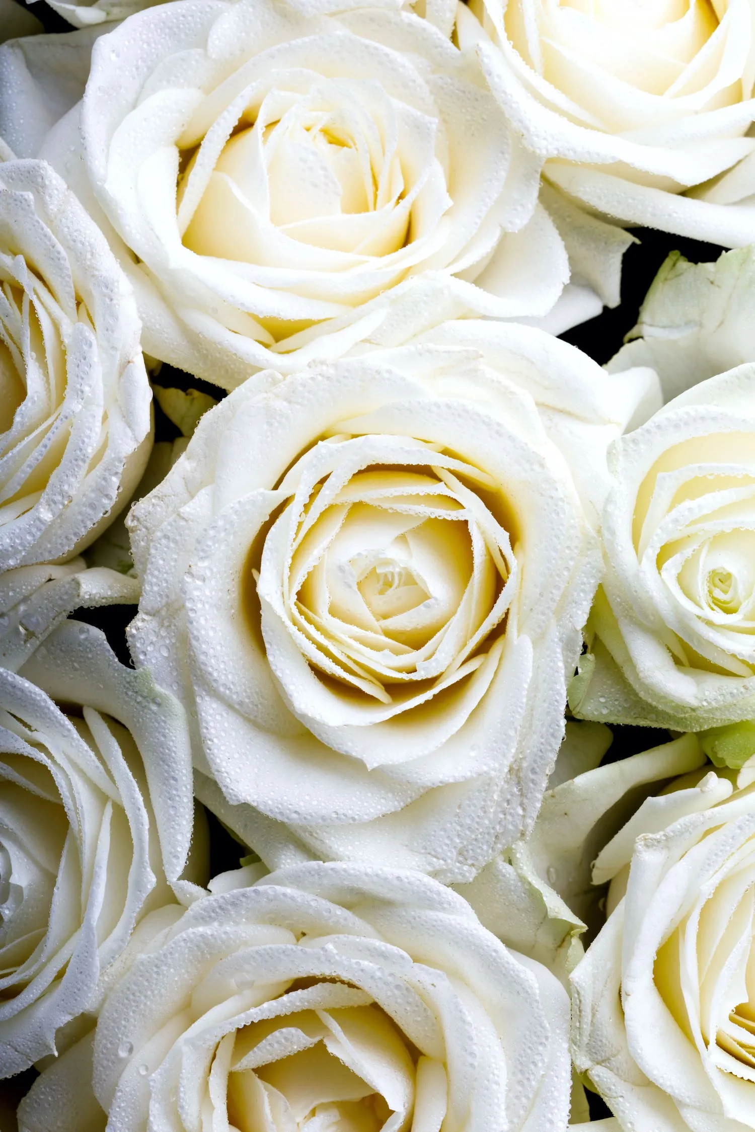 Роза 80-90 см белая от интернет-магазина ЦветТорг