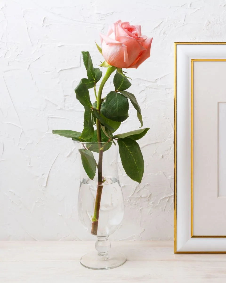 Роза 60-70 см нежно-розовая от интернет-магазина ЦветТорг