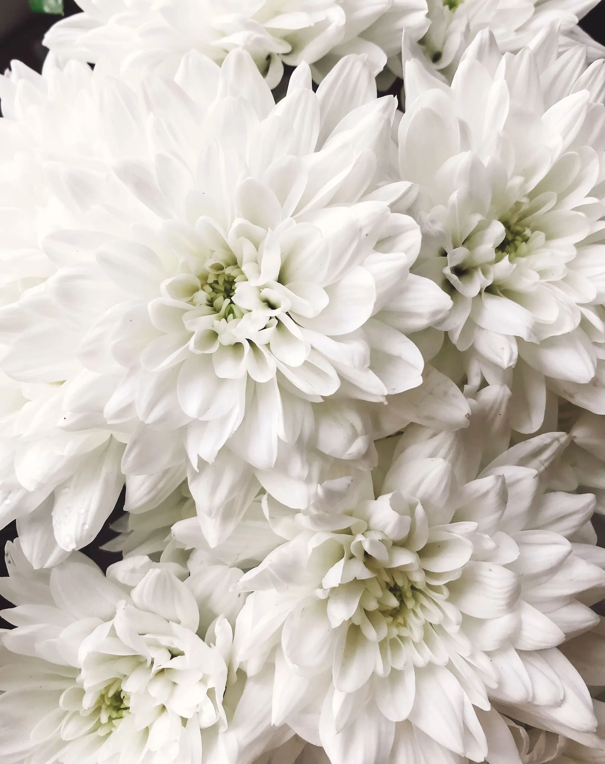 картинка Хризантема кустовая балтика белая от магазина Цветторг