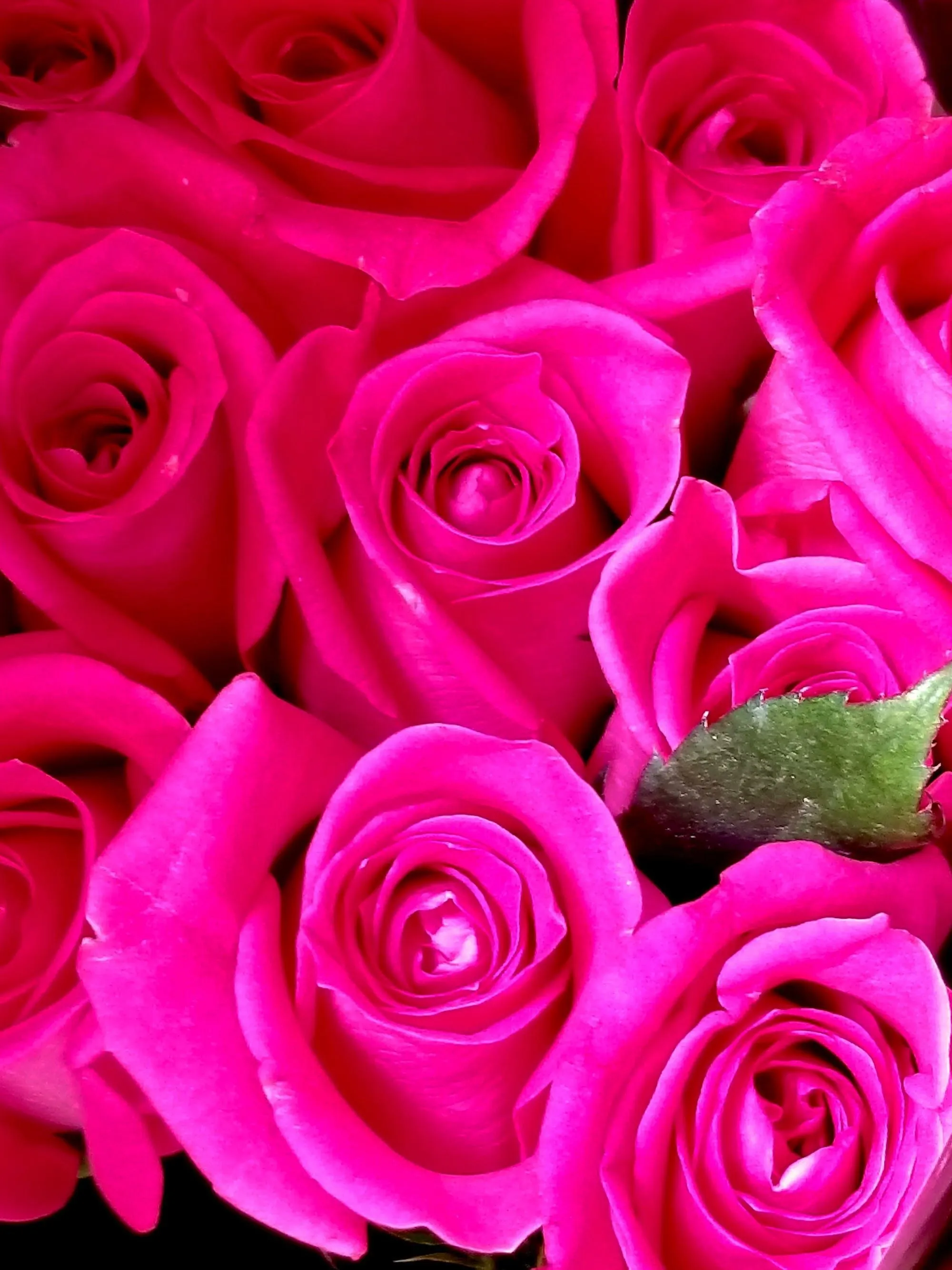 Роза 80-90 см ярко-розовая от интернет-магазина ЦветТорг