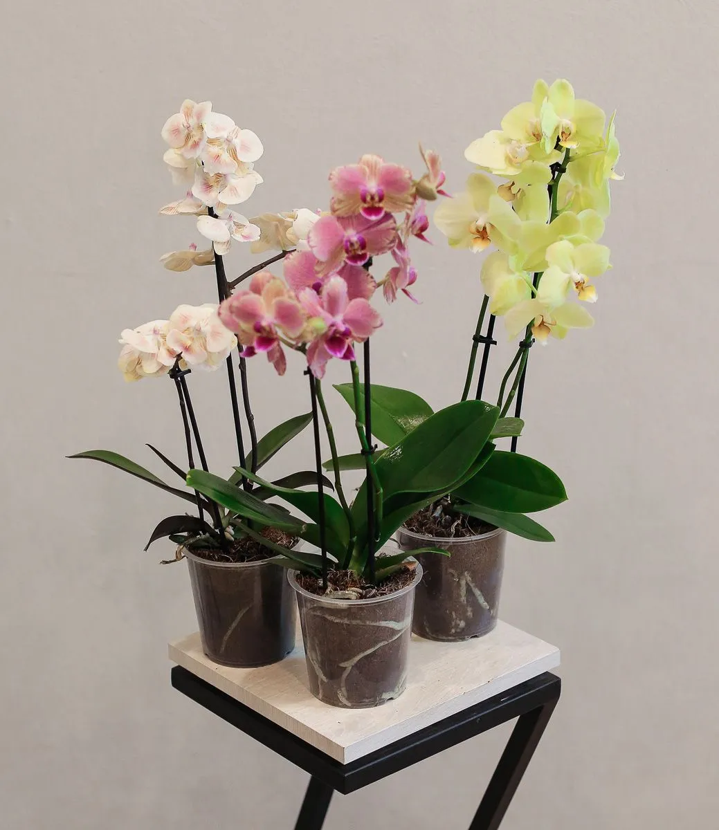 картинка Орхидея от магазина Цветторг
