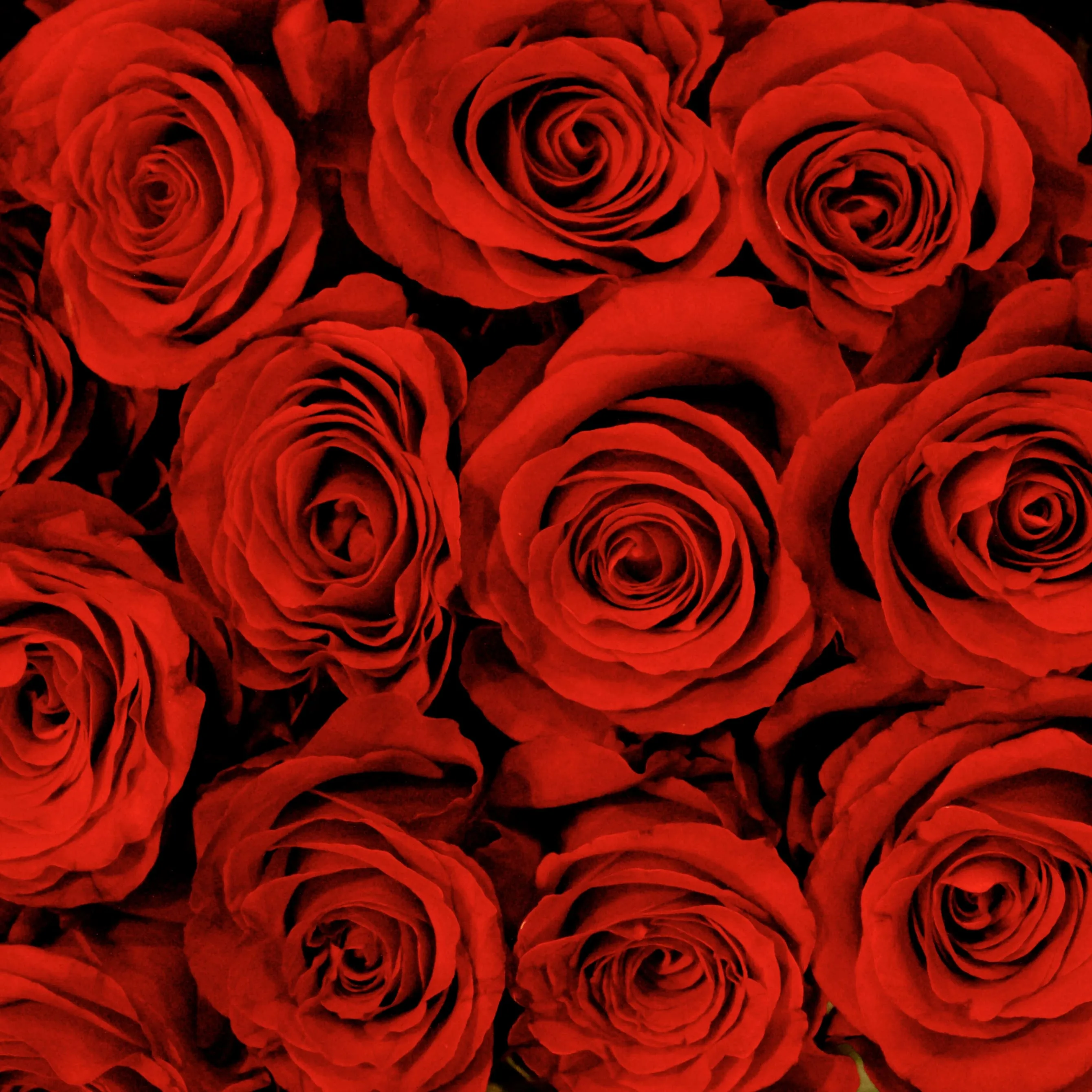 Роза 80-90 см бордовая от интернет-магазина ЦветТорг