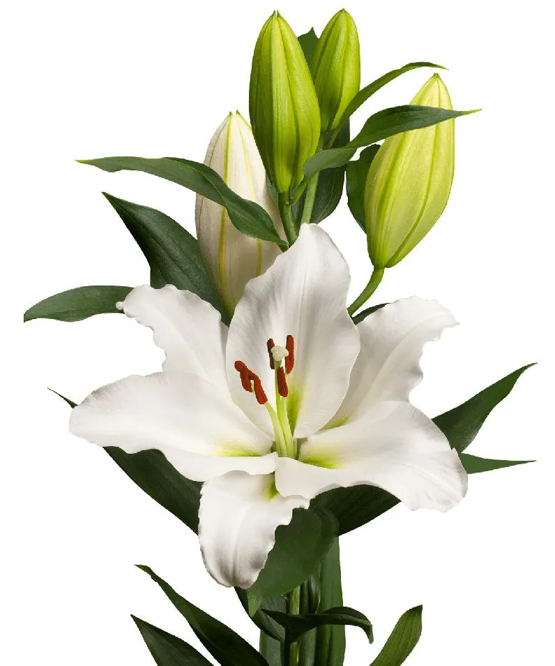 Лилия 1 шт цена краснодар доставка цветов на дом