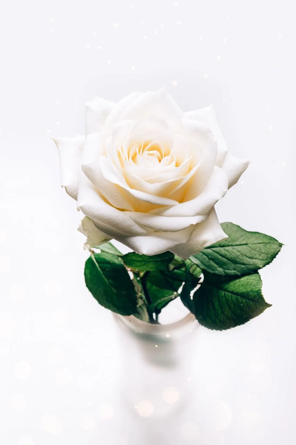 Роза 80-90 см белая от интернет-магазина ЦветТорг
