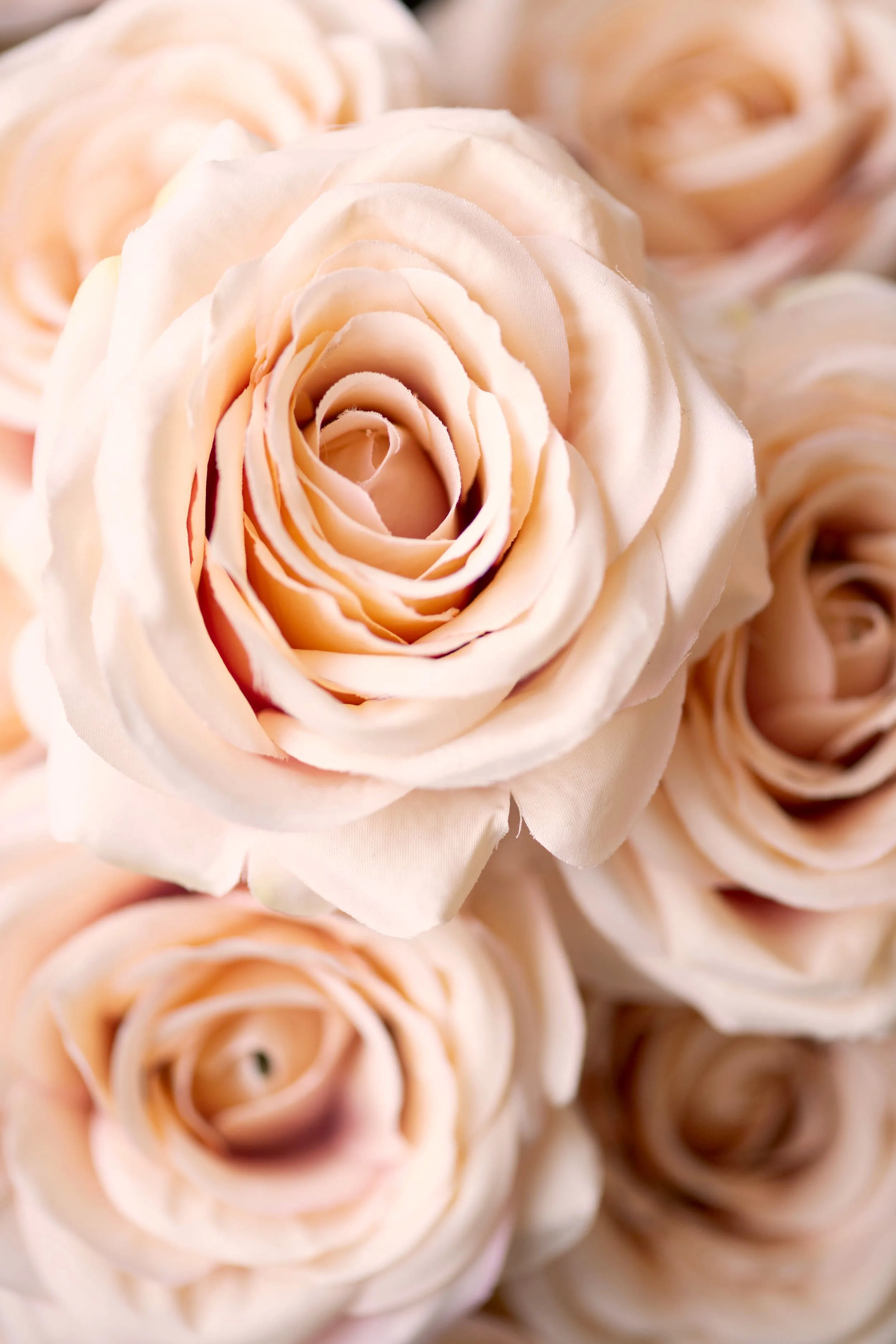 Роза 60-70 см нежно-розовая от интернет-магазина ЦветТорг