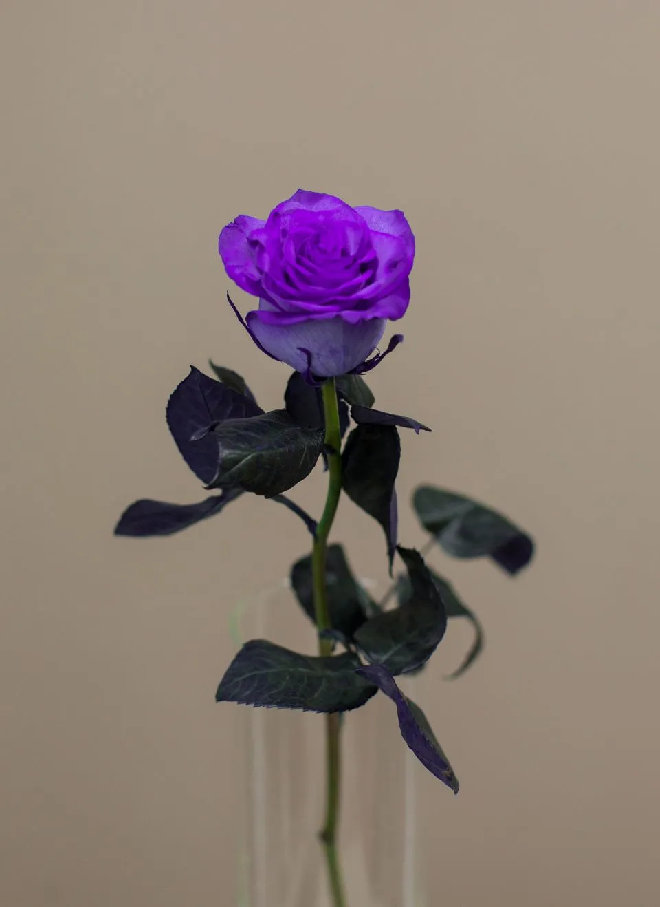 Роза крашеная от интернет-магазина ЦветТорг