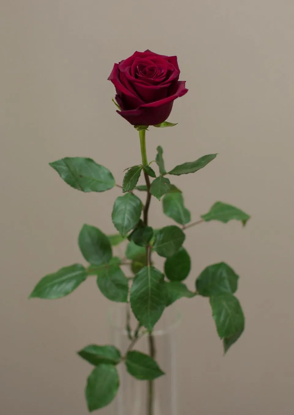 Роза 80-90 см бордовая от интернет-магазина ЦветТорг