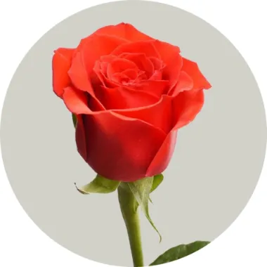 Роза 80-90 см Нина от интернет-магазина ЦветТорг