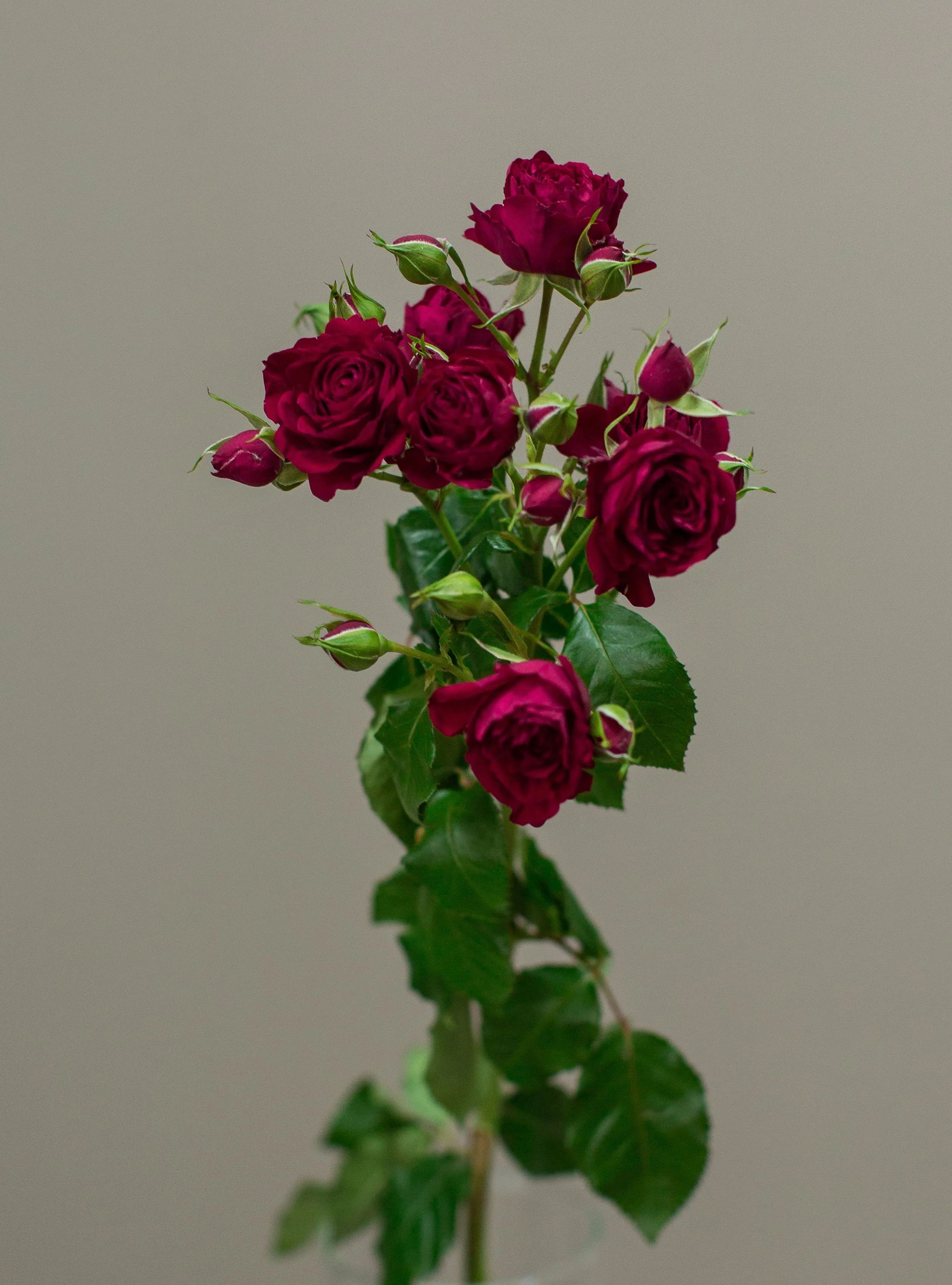 Роза кустовая премиум (микс) от интернет-магазина ЦветТорг