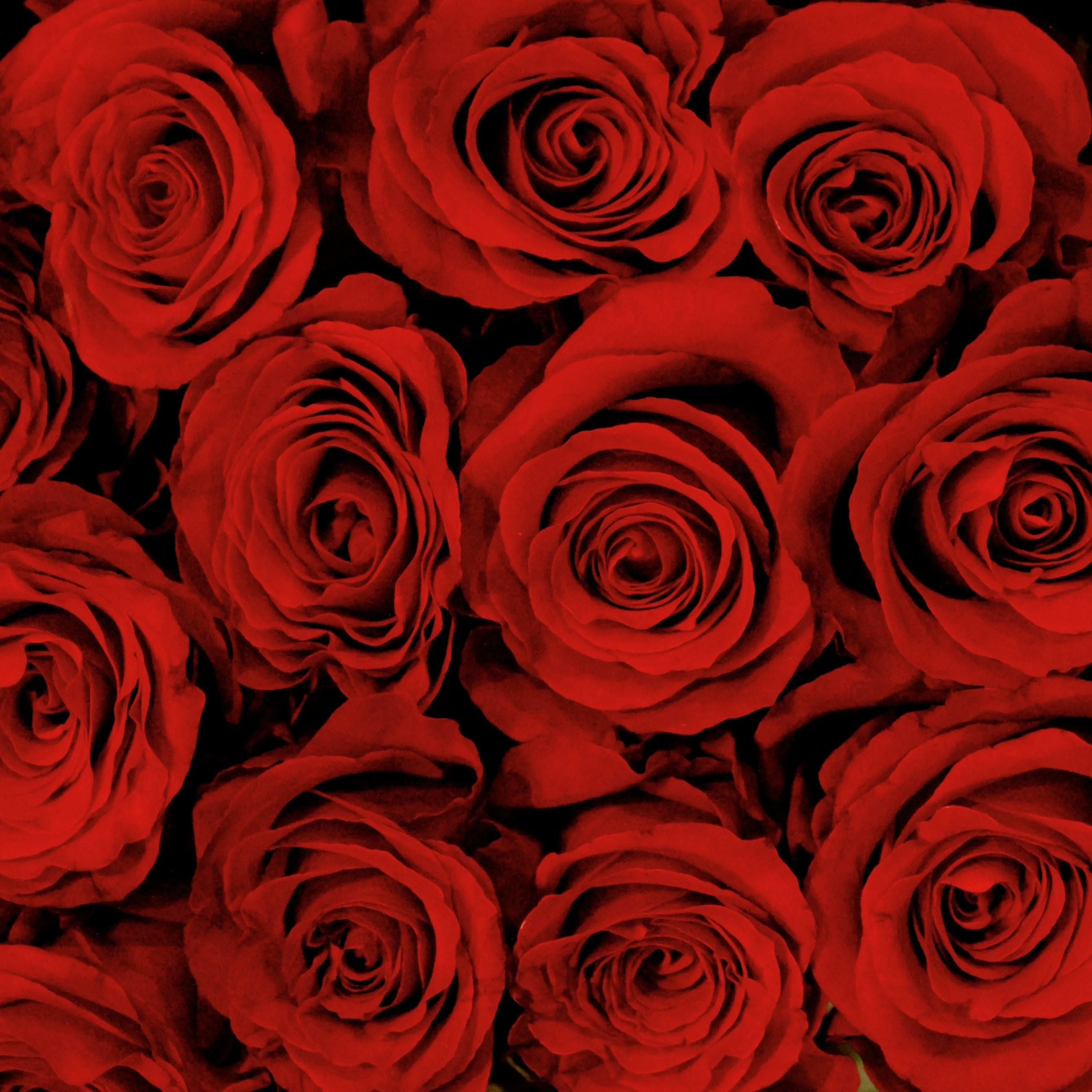 Роза 60-70 см бордовая от интернет-магазина ЦветТорг