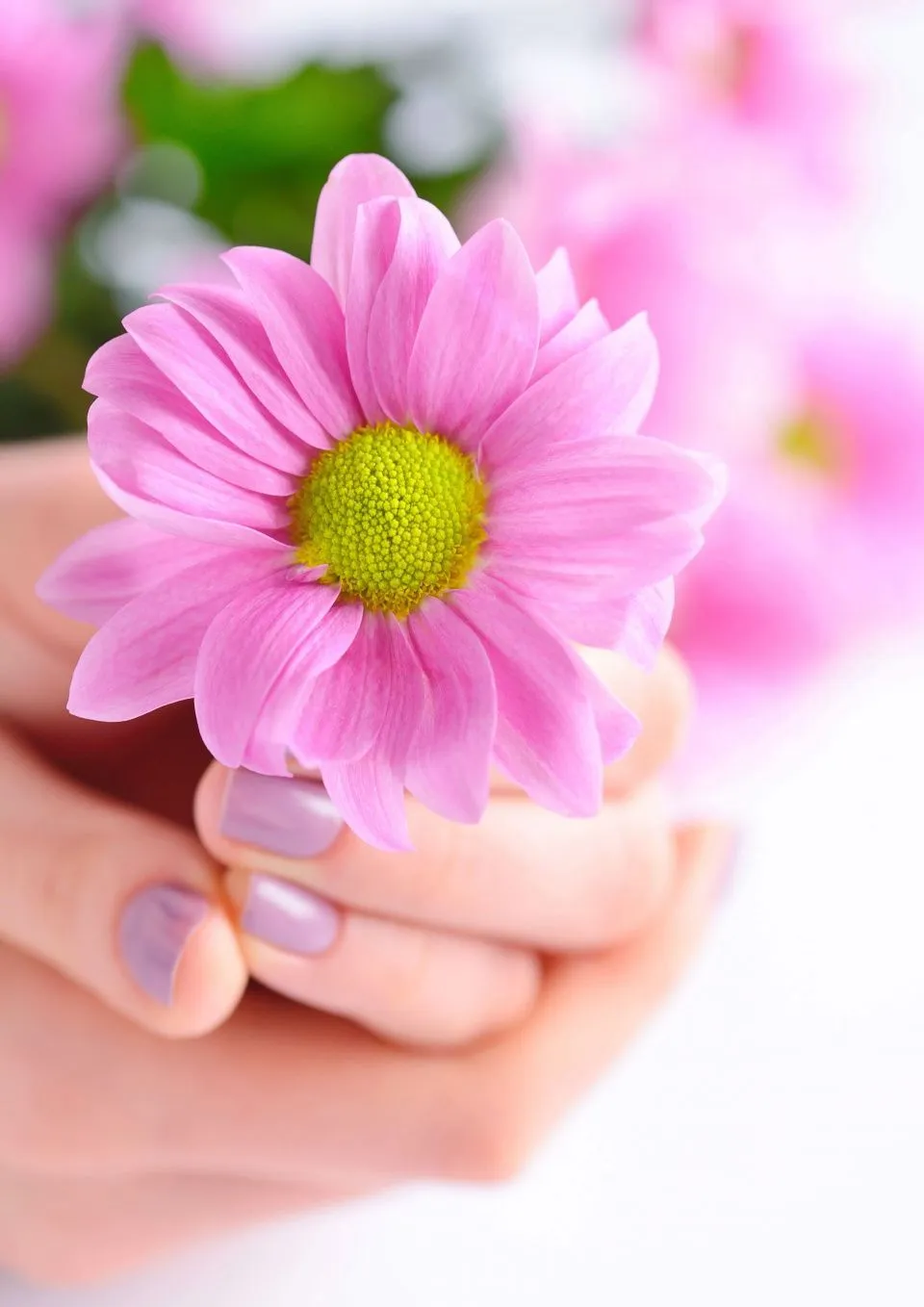картинка Хризантема кустовая бакарди розовая от магазина Цветторг