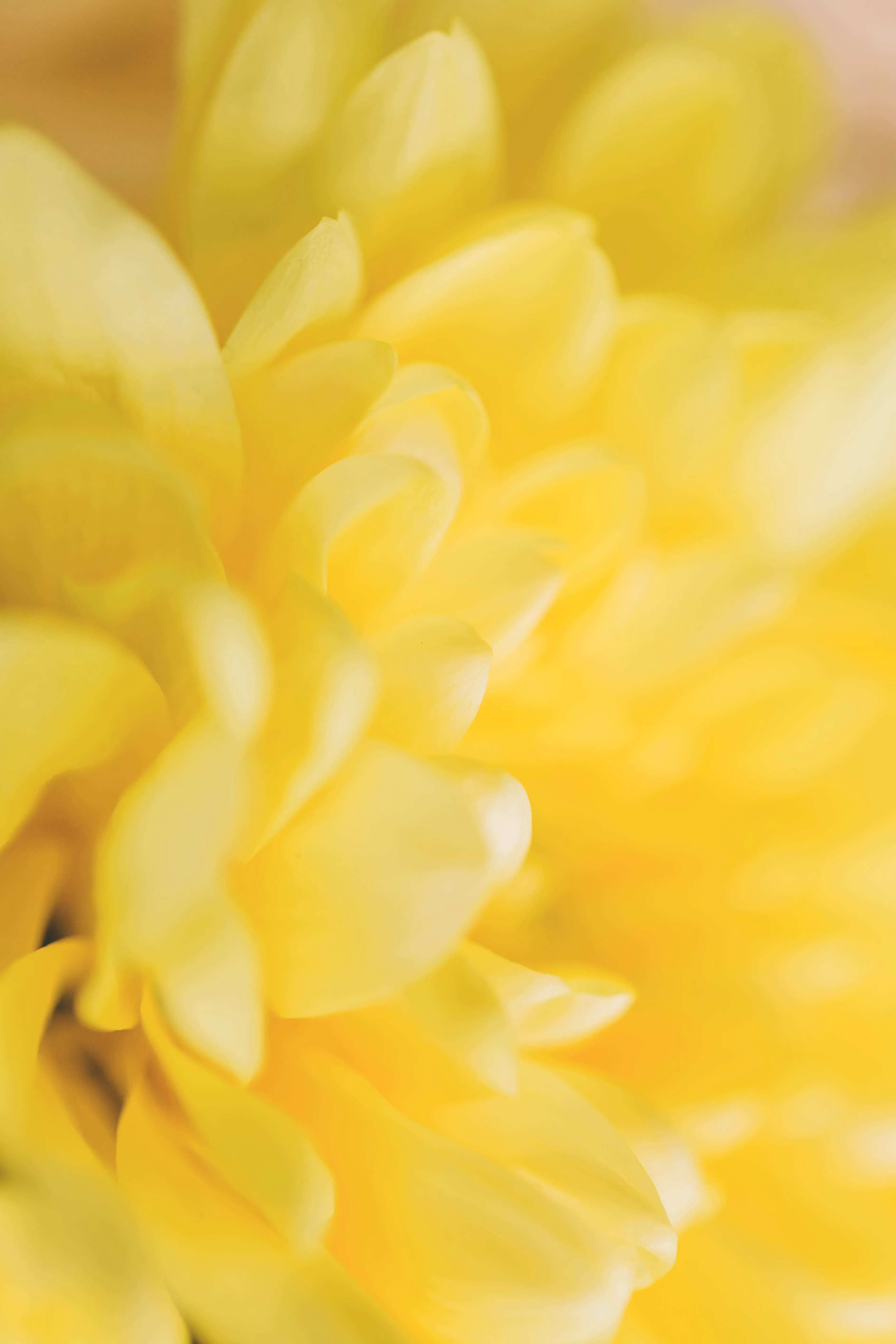 картинка Хризантема кустовая балтика желтая от магазина Цветторг